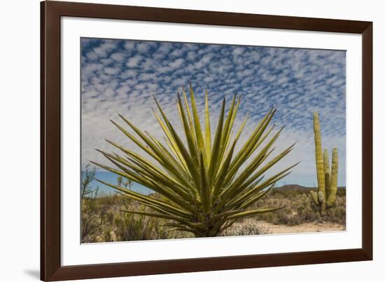 Mexico, Baja California. Yucca and Cardon Cactus with Clouds in the Desert of Baja-Judith Zimmerman-Framed Photographic Print