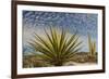 Mexico, Baja California. Yucca and Cardon Cactus with Clouds in the Desert of Baja-Judith Zimmerman-Framed Photographic Print