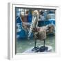 Mexico, Bay of Banderias, La Cruz de Huanacaxtle. Pelican-Emily Wilson-Framed Photographic Print