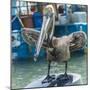 Mexico, Bay of Banderias, La Cruz de Huanacaxtle. Pelican-Emily Wilson-Mounted Photographic Print