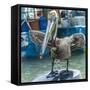 Mexico, Bay of Banderias, La Cruz de Huanacaxtle. Pelican-Emily Wilson-Framed Stretched Canvas