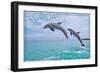 Mexico Beach, Florida - Jumping Dolphins-Lantern Press-Framed Art Print