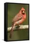 Mexico. Cardinalis Cardinalis, Northern or Red Cardinal Male Portrait in Tropical Forest Tree-David Slater-Framed Stretched Canvas