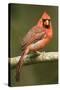 Mexico. Cardinalis Cardinalis, Northern or Red Cardinal Male Portrait in Tropical Forest Tree-David Slater-Stretched Canvas