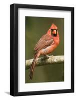 Mexico. Cardinalis Cardinalis, Northern or Red Cardinal Male Portrait in Tropical Forest Tree-David Slater-Framed Photographic Print