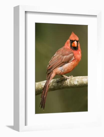 Mexico. Cardinalis Cardinalis, Northern or Red Cardinal Male Portrait in Tropical Forest Tree-David Slater-Framed Photographic Print