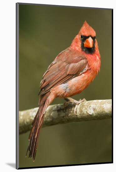 Mexico. Cardinalis Cardinalis, Northern or Red Cardinal Male Portrait in Tropical Forest Tree-David Slater-Mounted Photographic Print