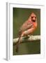 Mexico. Cardinalis Cardinalis, Northern or Red Cardinal Male Portrait in Tropical Forest Tree-David Slater-Framed Photographic Print