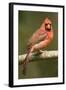 Mexico. Cardinalis Cardinalis, Northern or Red Cardinal Male Portrait in Tropical Forest Tree-David Slater-Framed Photographic Print