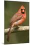 Mexico. Cardinalis Cardinalis, Northern or Red Cardinal Male Portrait in Tropical Forest Tree-David Slater-Mounted Photographic Print