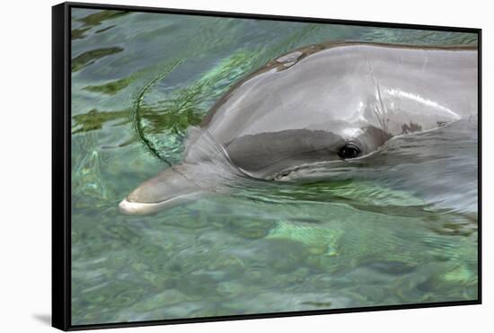 Mexico, Caribbean. Common Bottlenose Dolphin Portrait-David Slater-Framed Stretched Canvas