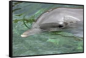 Mexico, Caribbean. Common Bottlenose Dolphin Portrait-David Slater-Framed Stretched Canvas