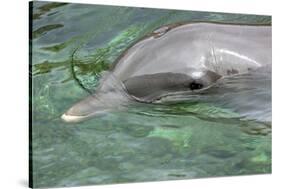 Mexico, Caribbean. Common Bottlenose Dolphin Portrait-David Slater-Stretched Canvas