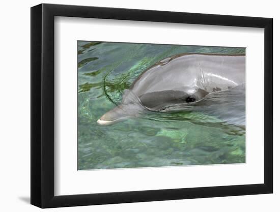 Mexico, Caribbean. Common Bottlenose Dolphin Portrait-David Slater-Framed Photographic Print