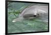 Mexico, Caribbean. Common Bottlenose Dolphin Portrait-David Slater-Framed Photographic Print