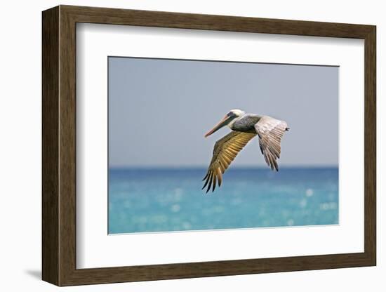 Mexico, Caribbean. Male Brown Pelican Flying over the Sea-David Slater-Framed Photographic Print