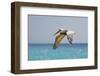 Mexico, Caribbean. Male Brown Pelican Flying over the Sea-David Slater-Framed Photographic Print