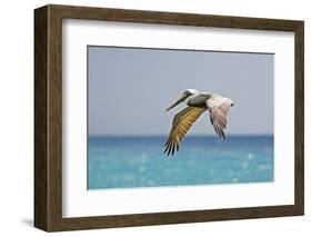 Mexico, Caribbean. Male Brown Pelican Flying over the Sea-David Slater-Framed Photographic Print