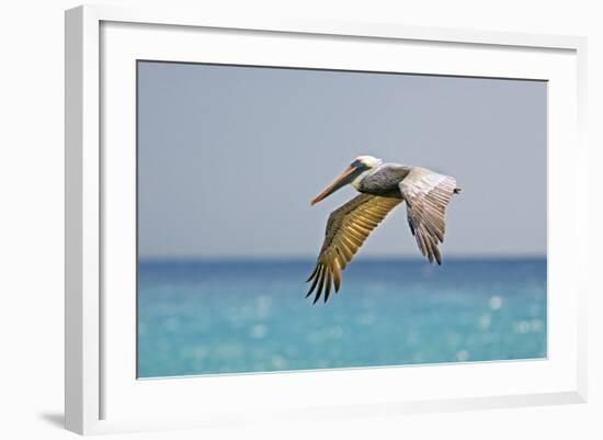 Mexico, Caribbean. Male Brown Pelican Flying over the Sea-David Slater-Framed Photographic Print