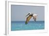 Mexico, Caribbean. Male Brown Pelican Flying over the Sea-David Slater-Framed Photographic Print