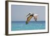 Mexico, Caribbean. Male Brown Pelican Flying over the Sea-David Slater-Framed Photographic Print