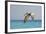 Mexico, Caribbean. Male Brown Pelican Flying over the Sea-David Slater-Framed Photographic Print