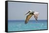 Mexico, Caribbean. Male Brown Pelican Flying over the Sea-David Slater-Framed Stretched Canvas