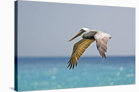 Mexico, Caribbean. Male Brown Pelican Flying over the Sea-David Slater-Stretched Canvas