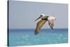 Mexico, Caribbean. Male Brown Pelican Flying over the Sea-David Slater-Stretched Canvas