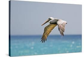 Mexico, Caribbean. Male Brown Pelican Flying over the Sea-David Slater-Stretched Canvas