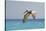 Mexico, Caribbean. Male Brown Pelican Flying over the Sea-David Slater-Stretched Canvas