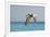 Mexico, Caribbean. Male Brown Pelican Flying over the Sea-David Slater-Framed Photographic Print