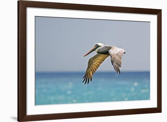 Mexico, Caribbean. Male Brown Pelican Flying over the Sea-David Slater-Framed Photographic Print