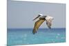 Mexico, Caribbean. Male Brown Pelican Flying over the Sea-David Slater-Mounted Photographic Print
