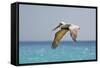 Mexico, Caribbean. Male Brown Pelican Flying over the Sea-David Slater-Framed Stretched Canvas