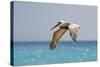 Mexico, Caribbean. Male Brown Pelican Flying over the Sea-David Slater-Stretched Canvas