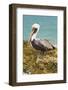 Mexico, Caribbean. Pelecanus Occidentalis, Male Brown Pelican-David Slater-Framed Photographic Print