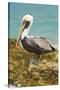 Mexico, Caribbean. Pelecanus Occidentalis, Male Brown Pelican-David Slater-Stretched Canvas