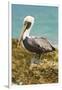 Mexico, Caribbean. Pelecanus Occidentalis, Male Brown Pelican-David Slater-Framed Photographic Print