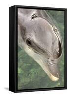 Mexico, Caribbean. Tursiops Truncatus, Common Bottlenose Dolphin Portrait-David Slater-Framed Stretched Canvas