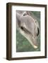 Mexico, Caribbean. Tursiops Truncatus, Common Bottlenose Dolphin Portrait-David Slater-Framed Photographic Print