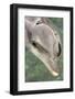 Mexico, Caribbean. Tursiops Truncatus, Common Bottlenose Dolphin Portrait-David Slater-Framed Photographic Print