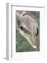 Mexico, Caribbean. Tursiops Truncatus, Common Bottlenose Dolphin Portrait-David Slater-Framed Photographic Print