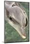 Mexico, Caribbean. Tursiops Truncatus, Common Bottlenose Dolphin Portrait-David Slater-Mounted Photographic Print