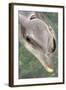 Mexico, Caribbean. Tursiops Truncatus, Common Bottlenose Dolphin Portrait-David Slater-Framed Photographic Print