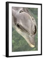 Mexico, Caribbean. Tursiops Truncatus, Common Bottlenose Dolphin Portrait-David Slater-Framed Photographic Print