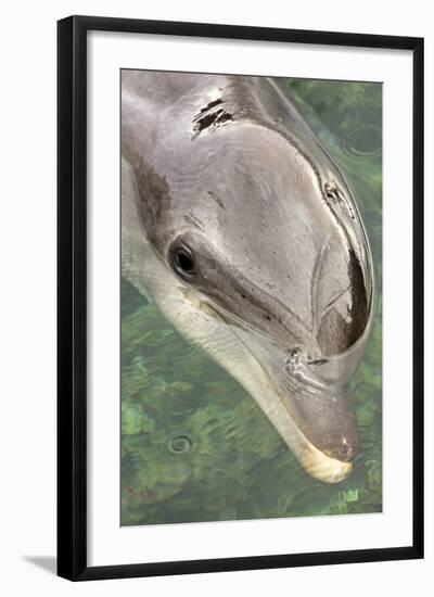 Mexico, Caribbean. Tursiops Truncatus, Common Bottlenose Dolphin Portrait-David Slater-Framed Photographic Print