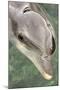 Mexico, Caribbean. Tursiops Truncatus, Common Bottlenose Dolphin Portrait-David Slater-Mounted Photographic Print