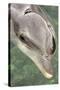 Mexico, Caribbean. Tursiops Truncatus, Common Bottlenose Dolphin Portrait-David Slater-Stretched Canvas