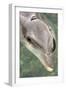 Mexico, Caribbean. Tursiops Truncatus, Common Bottlenose Dolphin Portrait-David Slater-Framed Photographic Print